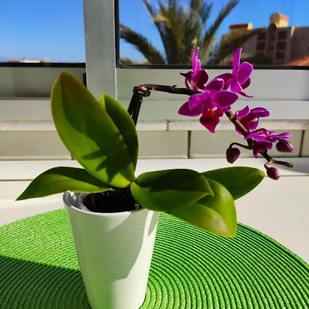 Apartament Los Europeos